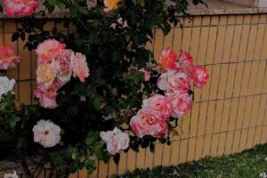 A Boa Nova do Mosteiro