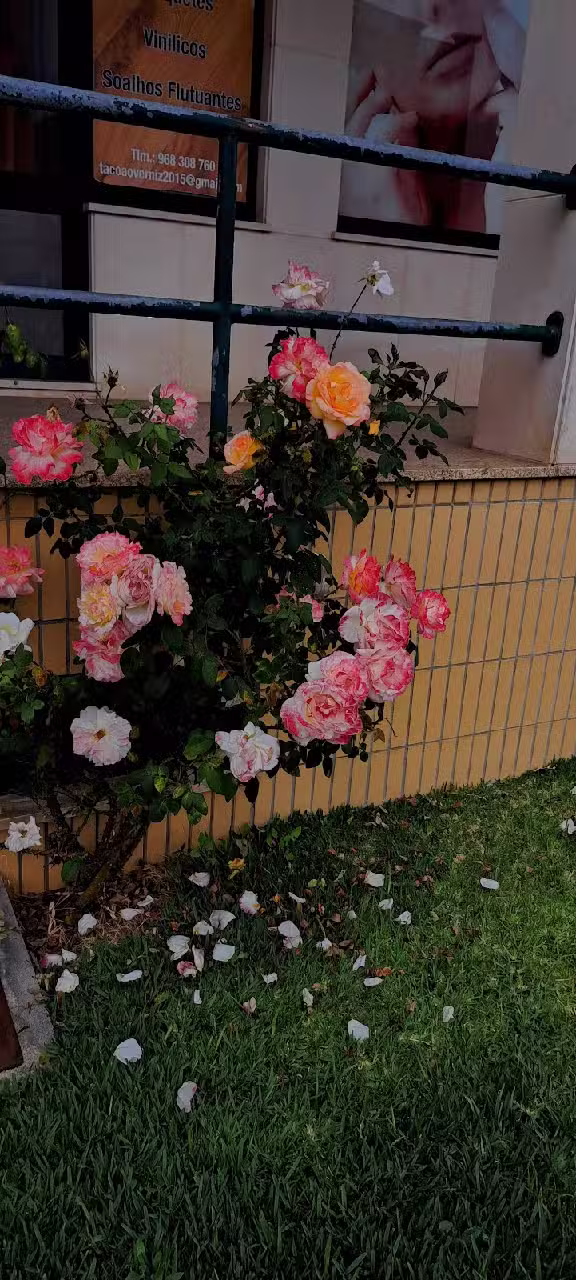 A Boa Nova do Mosteiro