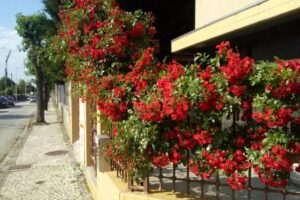 Amm Centro de Panificação