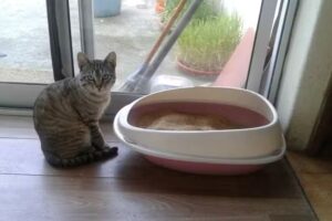 Café Pastelaria Ouro Azul