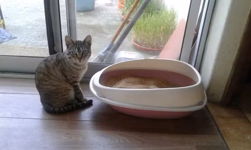 Café Pastelaria Ouro Azul