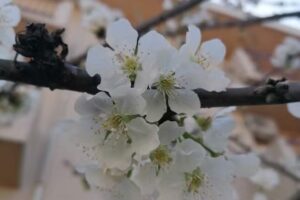 Gulbenkian Café Snack Bar