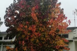 Moderna do Manel Pedrogão