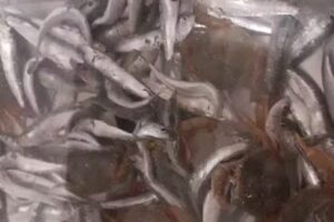 Padaria Flor e Lidia