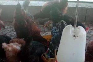 Panofresociedade De Panificação Unipessoal Lda