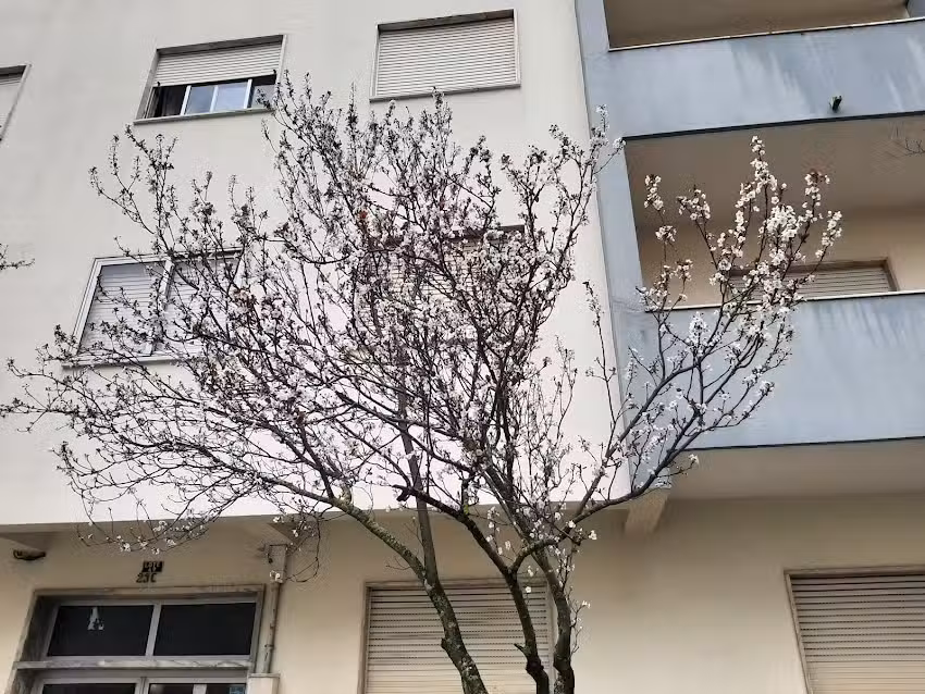 Pastelaria Bela Rosa