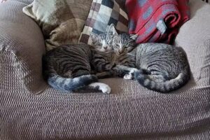 Pastelaria Cruzeiro 93