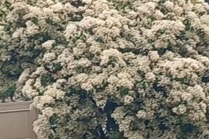 Pastelaria Docelinda