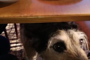 Pastelaria Shalom Shalom